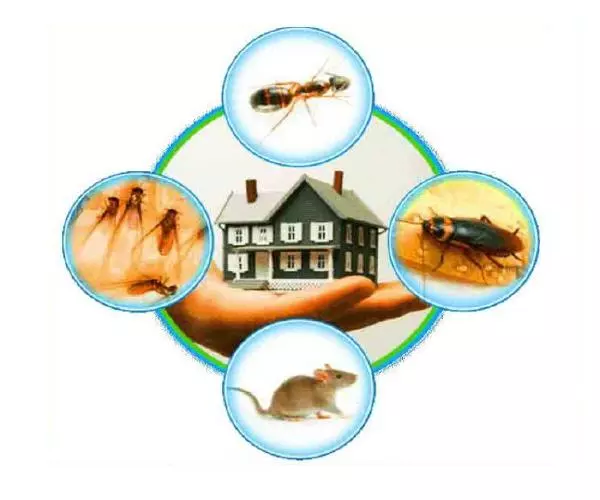 خدمات مكافحة وابادة حشرات - مؤسسة المسعودي